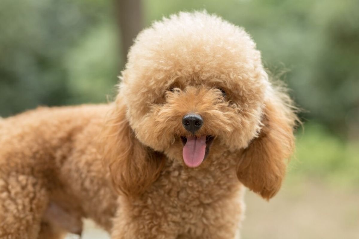 Bichon Frise 